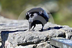 Common raven, Corvus corax, 19.