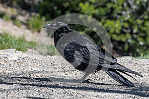 Common Raven Corvus corax