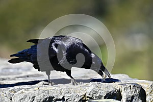 Common raven, Corvus corax, 26.