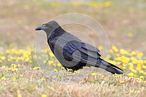 Common Raven (Corvus corax)