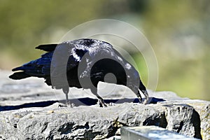 Common raven, Corvus corax, 27.