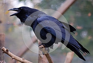 Common Raven (Corvus corax) photo