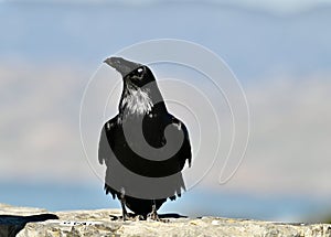 Common raven, Corvus corax, 39.