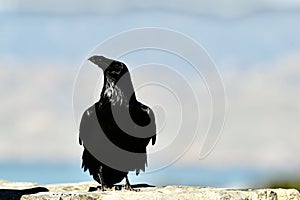 Common raven, Corvus corax, 42.