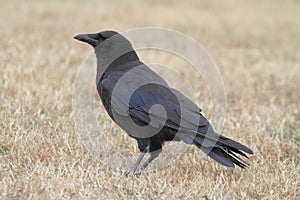 Common Raven (Corvus corax)