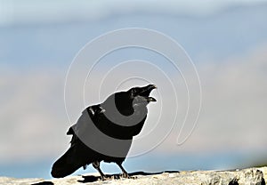 Common raven, Corvus corax, 45.