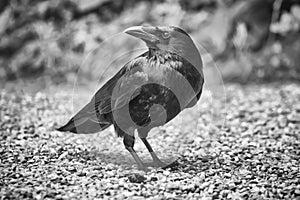 Common raven, corvus corax