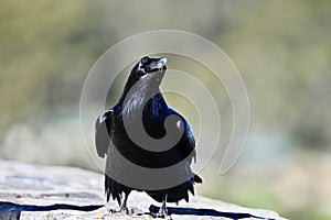 Common raven, Corvus corax, 50.