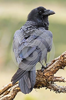 Common Raven (Corvus corax )