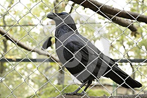 Common raven (Corvus corax)