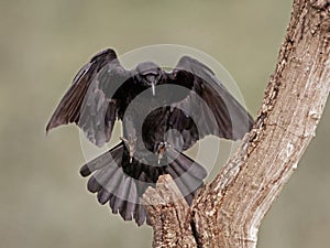 Common raven (Corvus corax)