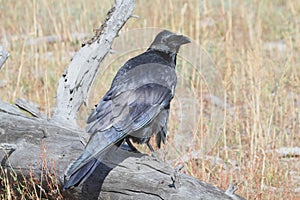 Common Raven & x28;Corvus corax& x29;