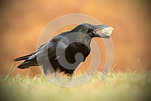 The common raven - Corvus corax