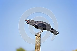 Common Raven, corvus corax, Adult calling out, against Blue Sky