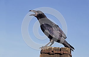 COMMON RAVEN corvus corax, ADULT CALLING OUT, ALASKA