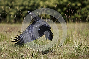 Common Raven, corvus corax, Adult in Flight