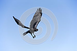 Common Raven, corvus corax, Adult in Flight against Blue Sky