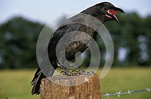 Common Raven, corvus corax, Adult standing on Post, Calling, Cawing