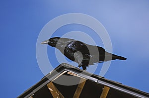 COMMON RAVEN corvus corax, ADULT STANDING ON ROOF, ALASKA