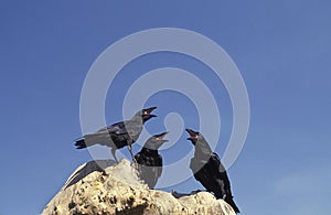 Common Raven, corvus corax, Adults calling