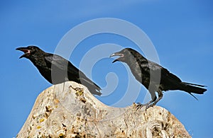 Common Raven, corvus corax, Adults calling, Cawing