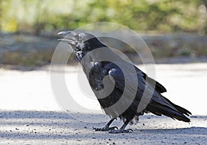 Common raven Corvus corax in Algonquin Park, Canada