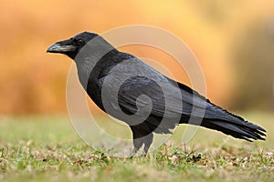 The common raven - Corvus corax