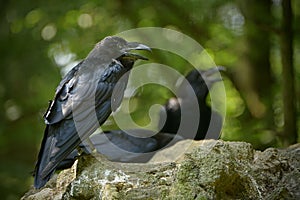 The common raven Corvus corax, also known as the northern raven,