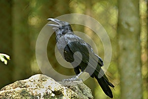 The common raven Corvus corax, also known as the northern raven,