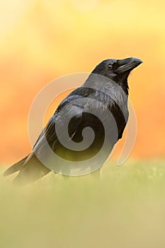 The common raven Corvus corax, also known as the northern raven,