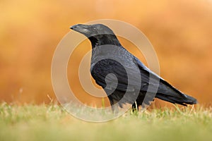 The common raven Corvus corax, also known as the northern raven,