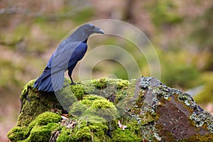 Common raven Corvus corax, also known as the northern raven sitting on mossy stone. Big black dick in a typical environment
