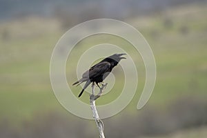 Common raven, corvus corax, Bulgaria
