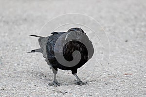 Common raven & x28;Corvus corax& x29; Eating dragonfly in Northwest Territories NWT Canada