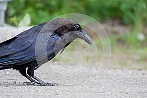 Common raven & x28;Corvus corax& x29; Eating dragonfly in Northwest Territories NWT Canada