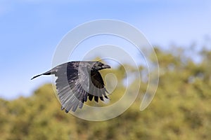 Common raven, Corvus corax in flight