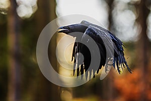 common raven (Corvus corax) during the flight