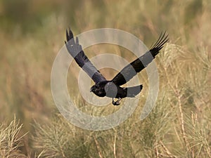 Common raven Corvus corax