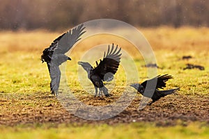 Common raven Corvus corax the flock is quarreling