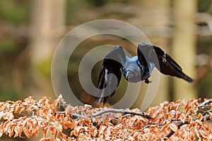 common raven (Corvus corax) flying through the forest