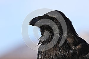 common raven (Corvus corax) Iceland