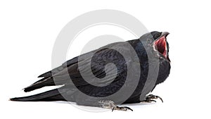Common Raven Corvus corax, isolated on white background