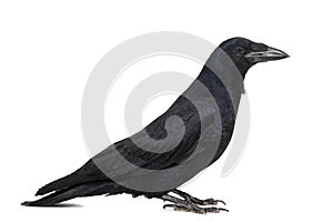 Common Raven Corvus corax, isolated on white background