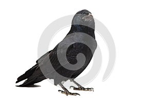 Common Raven Corvus corax, isolated on white background