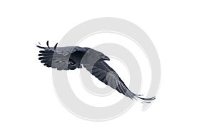 Common raven Corvus corax isolated on white background in flight over Ottawa, Canada