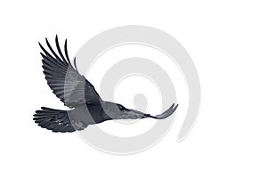 Common raven Corvus corax isolated on white background in flight over Ottawa, Canada