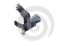 Common raven Corvus corax isolated on white background in flight over Ottawa, Canada