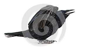 Common Raven Corvus corax, isolated on white background with open wings