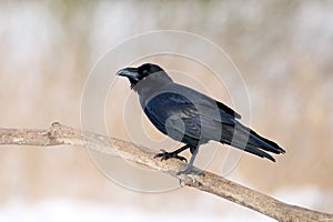 Common raven (Corvus corax)