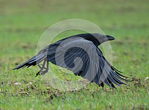 The common raven (Corvus corax) in low flight.